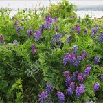 Семена Вики Озимой мохнатой