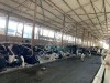 Матрасы (маты) Dairy MIL comfort 1,21,8