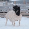 Баран породы Дорпер для разведения