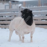 Баран породы Дорпер для разведения