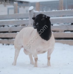 Баран породы Дорпер для разведения