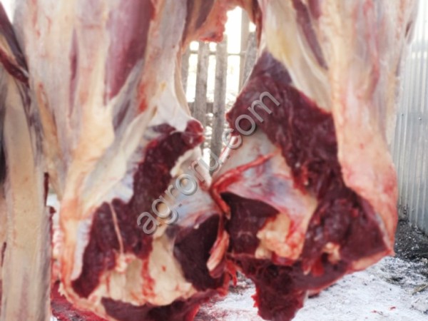 Вынужденный забой корова быка