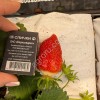 Свежая клубника оптом
