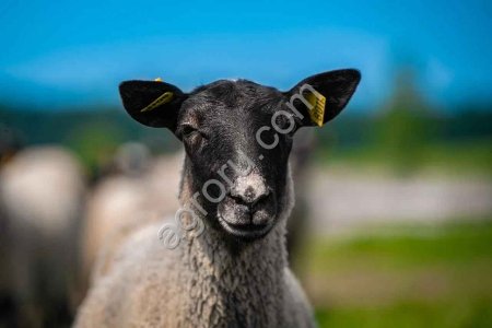 Ягнята романовской породы (баранчики)