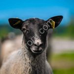 Ягнята романовской породы (баранчики)