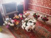 Пионы