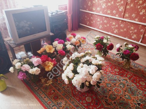 Пионы