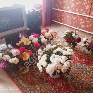 Пионы