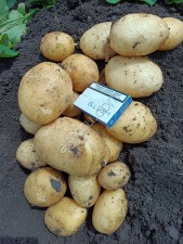 Картофель Ривьера