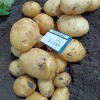 Картофель Ривьера