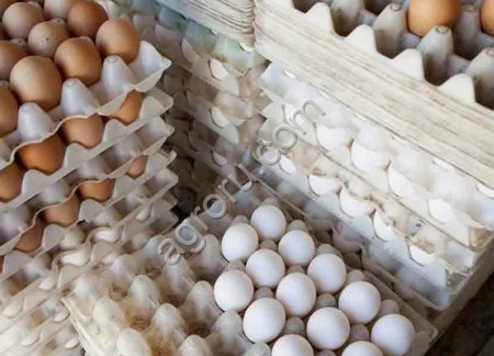 Яйцо куриное