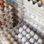 Яйцо куриное