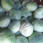 Капуста белокочанная