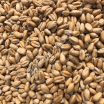 Фуражная пшеница