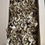 Белый гриб сухой