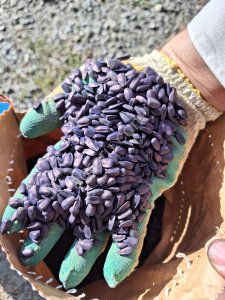 Гибрид подсолнечника санмарин 421