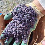 Гибрид подсолнечника санмарин 421