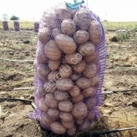 молодой картофель картошку