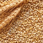 Пшеница
