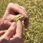 ЛИПОСАМ биоклей для СОИ, ГОРОХА, РАПСА