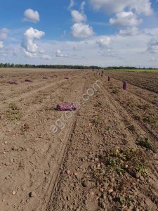 Картофель продовольственный, сорт Ред Скарлет