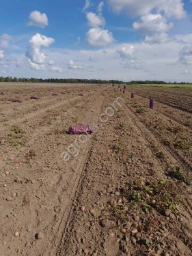 Картофель продовольственный, сорт Ред Скарлет