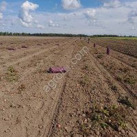 Картофель продовольственный, сорт Ред Скарлет