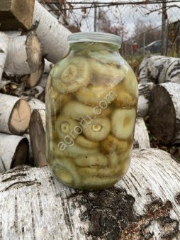 Груздь мохнатый