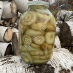 Груздь мохнатый