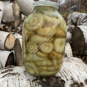 Груздь мохнатый