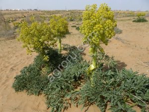 Семена Ферулы Туркестанская