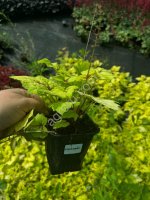 Саженцы лиственных и хвойных растений