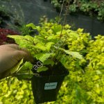 Саженцы лиственных и хвойных растений