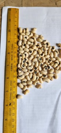 Маш зелёные