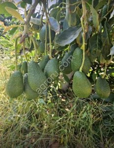 Авокадо свежий (Производство Марокко)