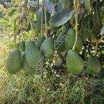 Авокадо свежий (Производство Марокко)