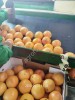 Грейпфрут свежий (производство Марокко)