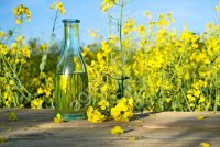 Услуги по переработке масличных культур