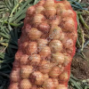 Лук Азимний