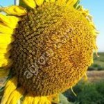 Семена подсолнечника сорт Казачий РС1