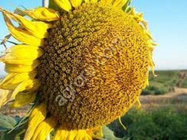 Семена подсолнечника сорт Казачий РС1