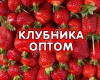 Клубника свежая Белореченская (Краснодарский край)