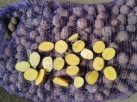 Картофель семенной европейской селекции