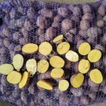 Картофель семенной европейской селекции