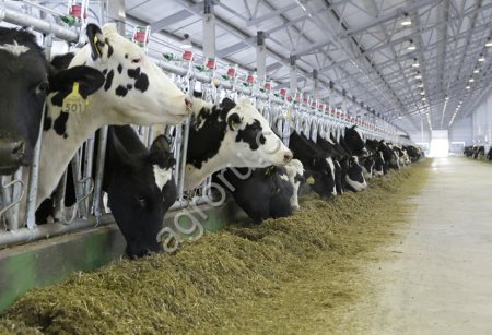 Молоко сырое КРС высший сорт