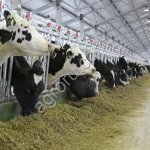 Молоко сырое КРС высший сорт