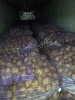 Картофель оптом из Брянской области