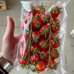 Томат тепличный черри