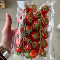 Томат тепличный черри