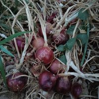 Лук репчатый фиолетовый